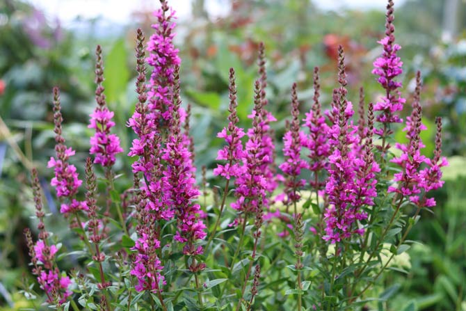 Beliebte Sommerblumen oft nicht geeignet