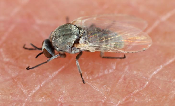 Die Kriebelmücke und die Gefahr ihrer Bisse