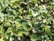 Gartenpflanzen, die mit wenig Wasser auskommen