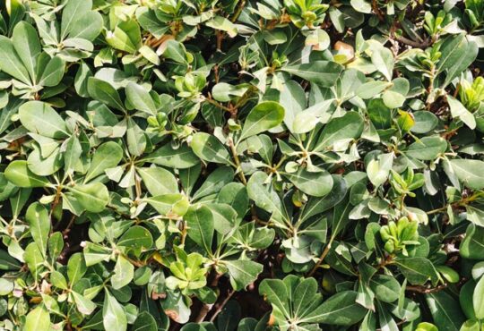 Gartenpflanzen, die mit wenig Wasser auskommen