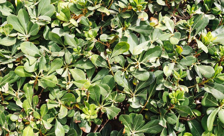 Gartenpflanzen, die mit wenig Wasser auskommen